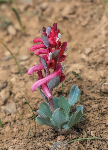 Corydalis ledebouriana